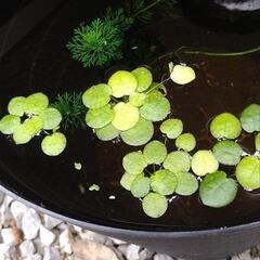 水草☘️ウキクサ🍀の画像