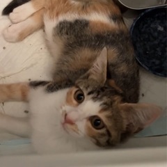 可愛いミケちゃん♡2〜3ヶ月♡三毛猫の子猫