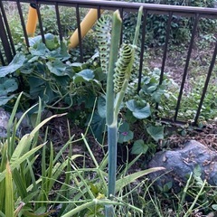 どこかに消えたアゲハの幼虫 の画像