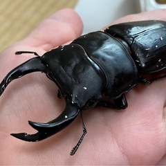 オオクワガタ♂♀ペア【久留米産】　の画像