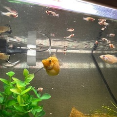 熱帯魚　モーリーの稚魚　7匹【おまけ付き】の画像