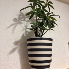【フェイクグリーン】パキラ風の画像