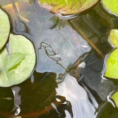 ミックス　メダカ　No.13の画像