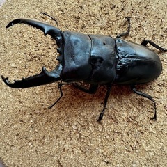 パラワンオオヒラタ99.8㎜ペアの画像