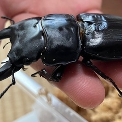 オオクワガタ♂♀ペア【久留米産】の画像