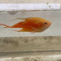 フルゴールドパラダイスフィッシュ 2匹