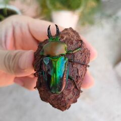 取り引き予定のため中断　盛り盛り12匹セット　♂青紋ニジイロクワガタ（グレード高め）×レコード血統♀2匹　ホペイオオクワ♀1頭　DHリッキー初令〜幼虫3頭、ブルーヘラクレス初令〜幼虫2頭　良血大型血統DH.ヘラクレスオオカブト3令幼虫♀メス3頭の画像