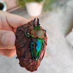 取り引き予定のため中断　盛り盛り12匹セット　♂青紋ニジイロクワガタ（グレード高め）×レコード血統♀2匹　ホペイオオクワ♀1頭　DHリッキー初令〜幼虫3頭、ブルーヘラクレス初令〜幼虫2頭　良血大型血統DH.ヘラクレスオオカブト3令幼虫♀メス3頭の画像