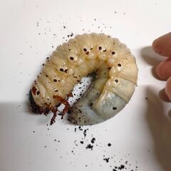 取り引き予定のため中断　盛り盛り12匹セット　♂青紋ニジイロクワガタ（グレード高め）×レコード血統♀2匹　ホペイオオクワ♀1頭　DHリッキー初令〜幼虫3頭、ブルーヘラクレス初令〜幼虫2頭　良血大型血統DH.ヘラクレスオオカブト3令幼虫♀メス3頭の画像