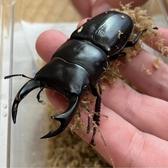 オオクワガタ♂♀ペア【久留米産】の画像