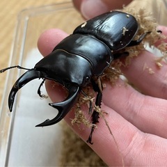 オオクワガタ♂♀ペア【久留米産】の画像