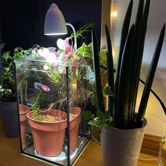 ※決まりました　アクアリウム、熱帯魚、メダカのLEDライトの画像