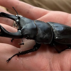 オオクワガタ♂♀ペア【久留米産】の画像