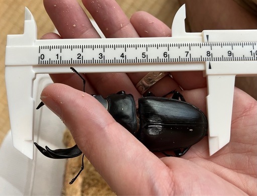 トップ L13-217細身高氷種竹節リング13.5号グアテマラ産A貨本翡翠