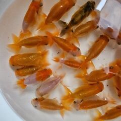 ランチュウ🐟の画像