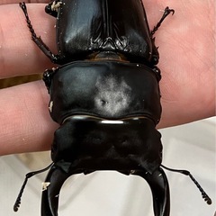 オオクワガタ♂♀ペア【久留米産】の画像