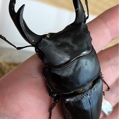 オオクワガタ♂♀ペア【久留米産】の画像