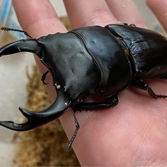 オオクワガタ♂♀ペア【久留米産】の画像