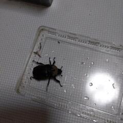 かぶと虫オスとメスとクワガタの画像