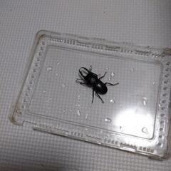 かぶと虫オスとメスとクワガタの画像