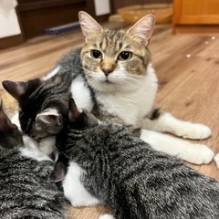 さくらママとその子どもたち - 猫