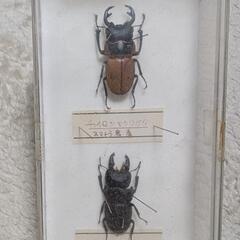 ●昆虫標本 茶色ツヤクワガタ スマトラ島産の画像