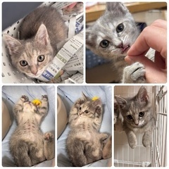 ブルータビー３ヶ月メス