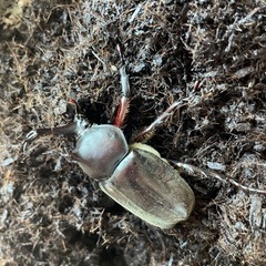 大きめカブトムシ♂3匹＋メス2匹の画像