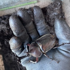 大きめカブトムシ♂3匹＋メス2匹の画像