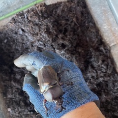 大きめカブトムシ♂3匹＋メス2匹の画像