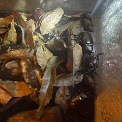 大きめカブトムシ♂3匹＋メス2匹の画像