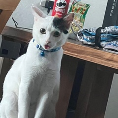 甘えん坊好きな方♡白黒男の子♡ - 猫
