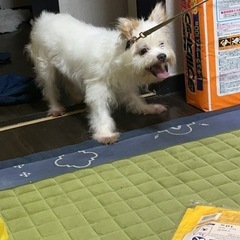 チワマル 2歳　オス