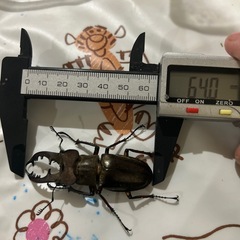 ミヤマクワガタの画像