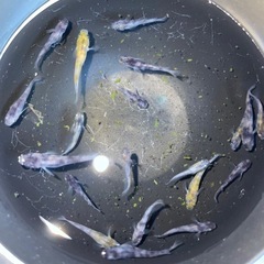 メダカ【和墨】若魚10匹＋α 無選別の画像