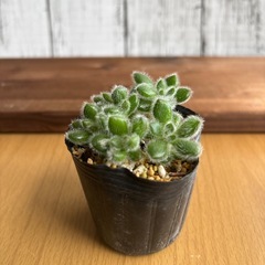 多肉植物：ボンビシナ（ポリポットごと）の画像
