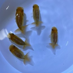 金魚　らんちゅうの画像