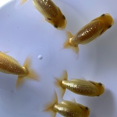 金魚　らんちゅうの画像