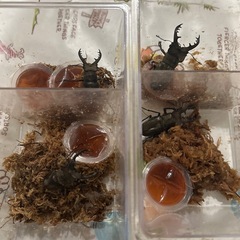 ミヤマクワガタの画像