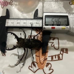 ミヤマクワガタの画像