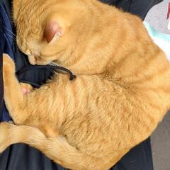 里親募集 猫