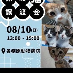 子猫譲渡会in各務原🐈