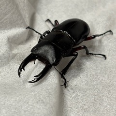 アカアシクワガタ♂の画像