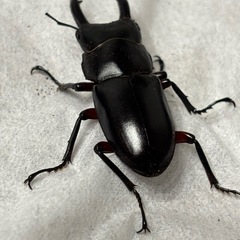 アカアシクワガタ♂の画像