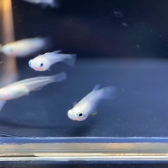 【決まりました
】メダカ　ポニョ　ショート　2ペア　+雌1匹の画像