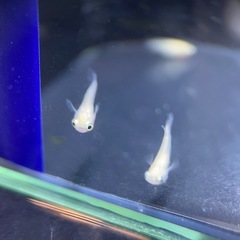 【決まりました
】メダカ　ポニョ　ショート　2ペア　+雌1匹の画像