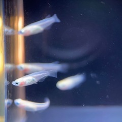 【決まりました
】メダカ　ポニョ　ショート　2ペア　+雌1匹の画像