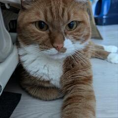 里親募集 猫