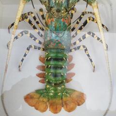 伊勢海老 ロブスター 標本の画像