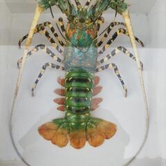 伊勢海老 ロブスター 標本の画像